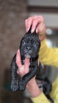 Cane corso s PP - 8