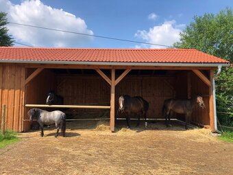 Pastevní ustájení 24/7 - 8