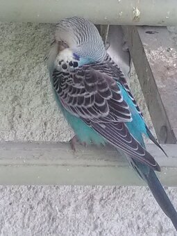 ANDULKA VLNKOVANÁ - 8