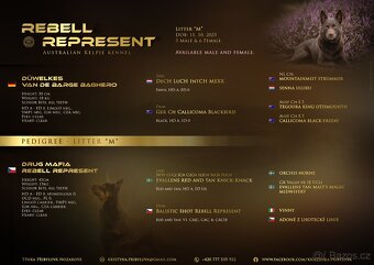 Australská kelpie - 8