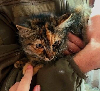 Darujeme koťátka - 8