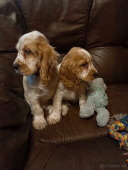 Anglický kokršpaněl barevný kluci - 8