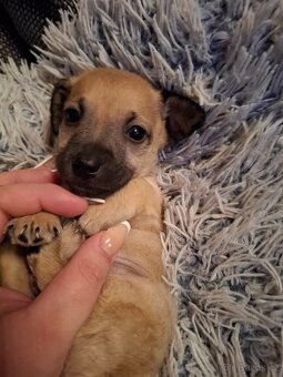 Čivava X Pražský Krysařík - 8