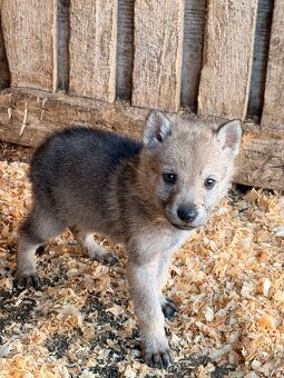 Československý vlčák s PP - 8