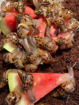 Oblovka síťkovaná (Lissachatina reticulata) 🐌 - 8
