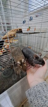 Osmaky degu - 8