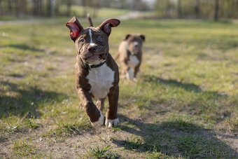 American bully Xl - 8