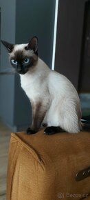 Siamská kočka - 8