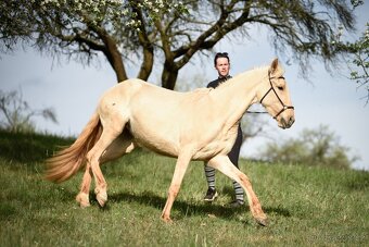 Lusitano klisna 2 letá - 8