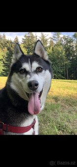 Sibiřský husky (bez PP) - 8