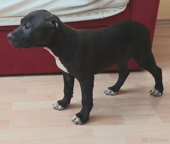 americky pitbulterier - 8
