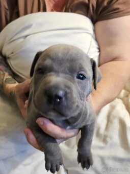 Štěňátka Pitbulla prodám - 8
