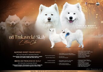 Štěňátka samojeda s PP - 8