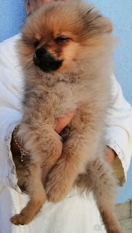 POMERANIAN - 8