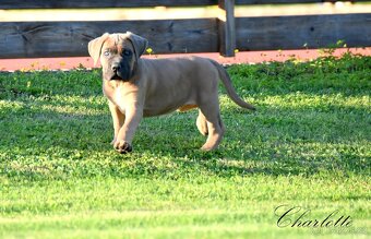 Cane Corso štěňata s FCI PP - 8