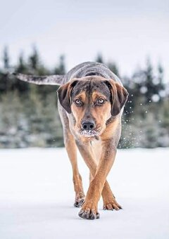 Louisianský leopardí pes - 8