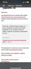 Prasata Kune kune čistokrevné s piry piry - 8