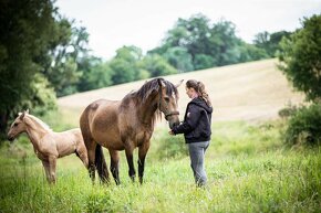 Extra Lusitano kobyla - 8