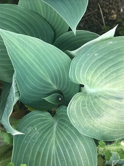 nápaditá Hosta-bohyška-5+1 druhů - 8