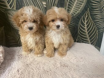 Maltipoo štěňátka - 8