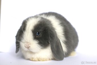 ❤️ Minilop samička ❤️ - 8