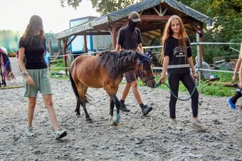 Pony valach wpbr - 8