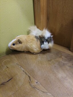 Morčata, morče- samečci - 8