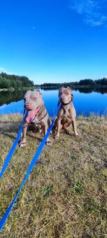 Americký pitbulterier pitbul pitbull silver lilac rare spp - 8