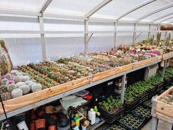 Prodám rozsáhlou sbírku kaktusů - 8