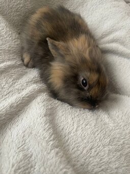 Prodám zakrslé králíčky - 8