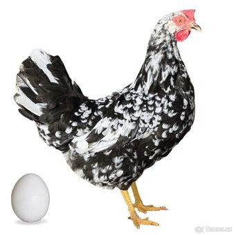 Prodej kuřic 13 týdnů - 8