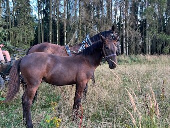 Starokladrubský vraný hřebeček - 8