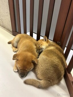 Shiba inu s PP k odběru - 8