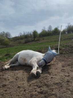 Prodám ponyho do sportu či k aktivnímu hobby - 8