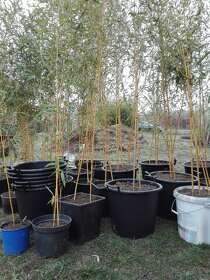 Bambus Vysočina, velky vyběr, ruzné druhy - 8