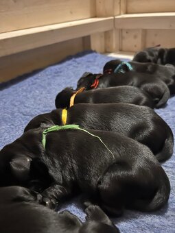 Flat Coated Retriever - pejsci s PP - 8