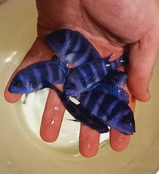 Gibberosa Blue Zaire Moba - 8