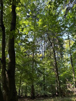 Prodej lesního pozemku v k.ú. Liberk - 8