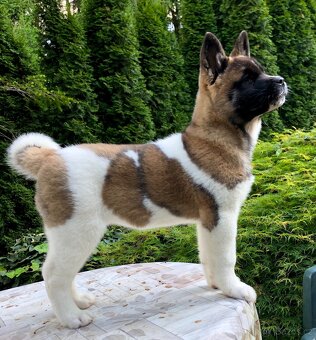 Americká Akita fenka s PP - 8