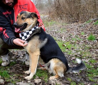 CHAMPUS K ADOPCI - 1 ROK, HODNÝ,SNÁŠENLIVÝ,VHODNÝ K DĚTEM - 8