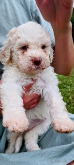 Lagotto Romagnolo s PP - 8