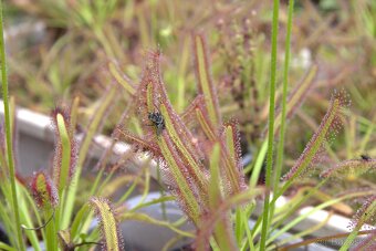 Masožravé rostliny - Rosnatka Kapská - 8
