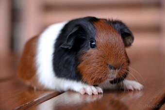 Morče, morčata, morčátko s PP - krátkosrstá - 8