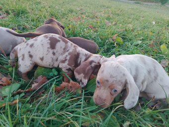 Trpasličí hladkosrstý jezevčík - 8