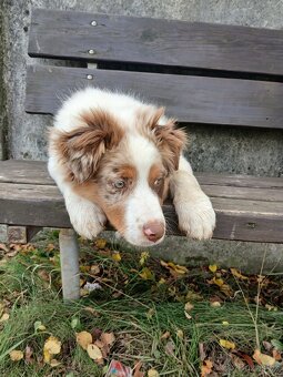 Border kolie x australak - 8