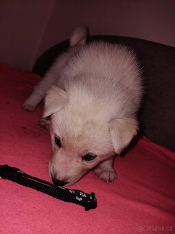 Rezervace husky štěňat - 8