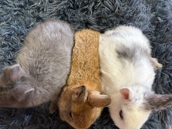 ♥️zakrslý králík - mimča již k odběru 🐰 - 8