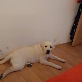 labrador Labradorský retrívr - 8