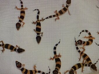 gekončík noční - 8