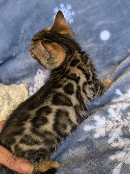 Bengálská kočka s Pp - 8